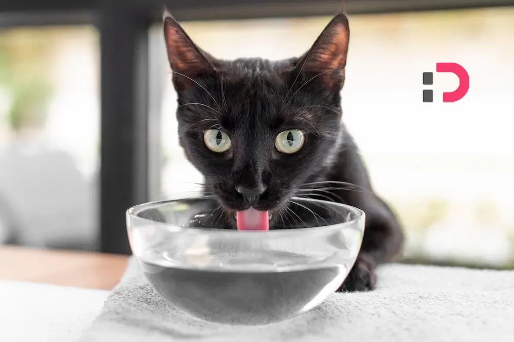 آموزش کوتاه کردن ناخن گربه | پت‌شاپ آنلاین پتدونی 1404